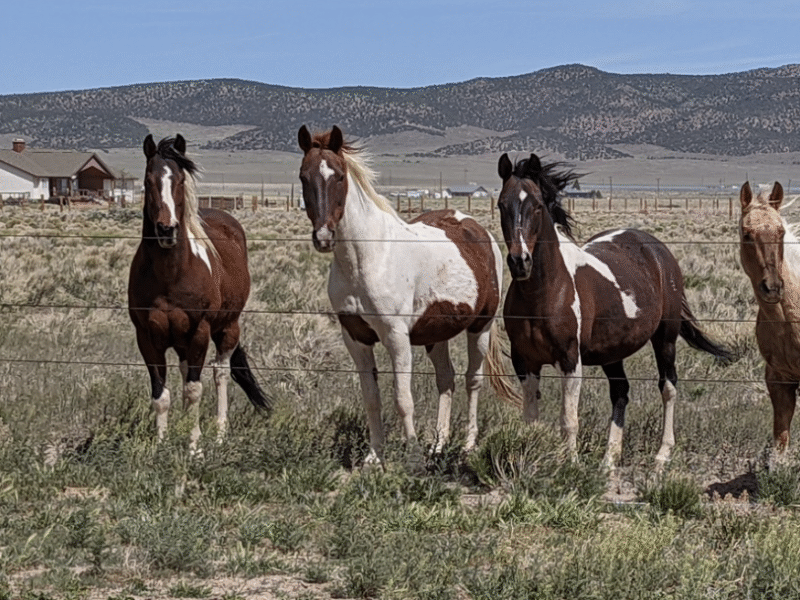 TRIPLE L RANCH